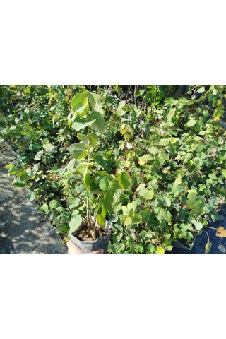 Ihlamur Ağacı Fidanı 5 Adet 50-100 Cm Tilia Tomentosa 2-3 Yaş