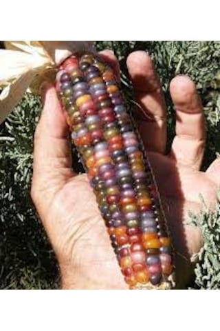 100 Adet Tohum Nadir Renkli Boncuk Mısır Tohumu Organik Bahçe