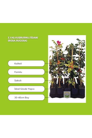 2 Yaş Kuşburnu Fidanı Rosa Rugosa