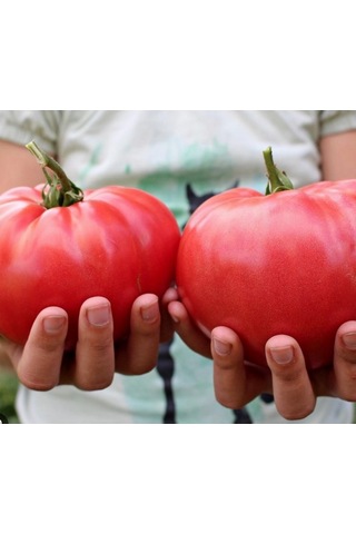 Atalık Pembe Köy Domatesi Tohumu