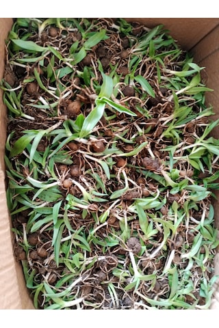 Dogal Salep Fidanı 5 Kg