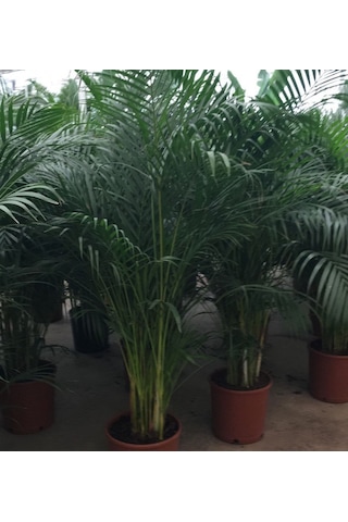 6 Yaş Areca Palmiyesi-dypsis Lutescens 180-200 Cm