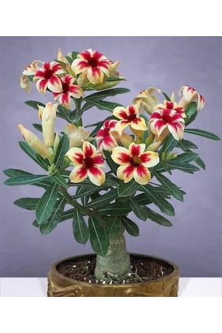 5.5 Luk Saksıda Sarı Kırmızı Adenium Çöl Gülü Çiçeği Fidanı 1