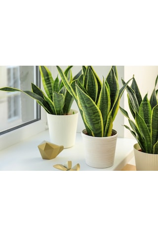 Paşa Kılıcı - Peygamber Kılıcı (Sansaveria trifasciata) 20 cm 3