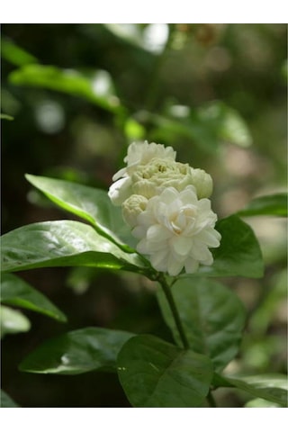 Katmerli Ful Yasemin Çiçeği 70 90 Cm 1 Adet Saksılı Çiçekli Dış Mekan Bitkisi Jasminum