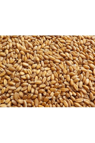 Buğday Yem 25 Kg Doğal Buğday Yemi Tavuk Yemi Kuş Yemi