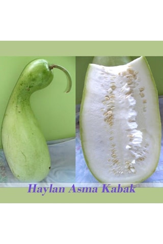 Asma Su Süla Kabağı Tohumu 5 Adet Doğal Ev Ve Bahçeniz Için Ideal