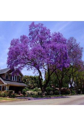Çin Kavağı Paulownia Pavlonya Fidanı 15-25 Cm Saksılı