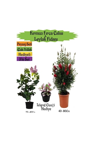 Kırmızı Fırça Çalısı+kokulu Mor Leylak Fidanı+telgraf Hediyeli Peyzaj Seti