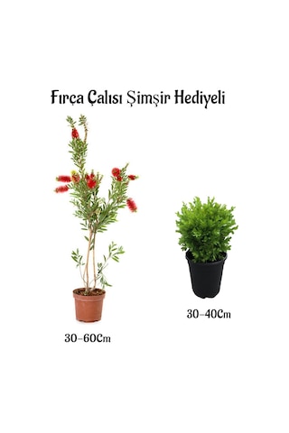 Kırmızı Renk Fırça Çalısı 30-60cm Çalı Şimşiri Hediyeli Dış Mekan Bitkilerli