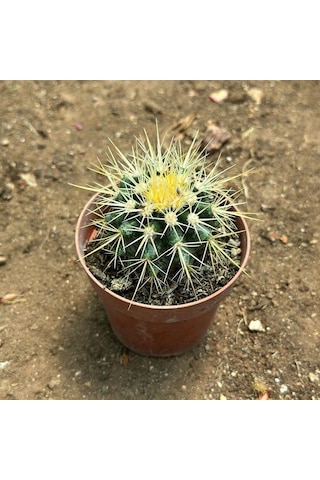 Echinocactus Grusonii - Altın Fıçı Kaktüsü 8 Lik Saksıda 1