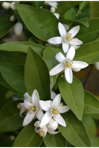 Portakal Ağacı Fidanı