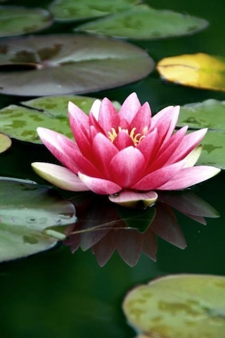 Lotus Çiçeği Tohum Nilüfer Çiçeği Tohumu 1 Adet Tohum