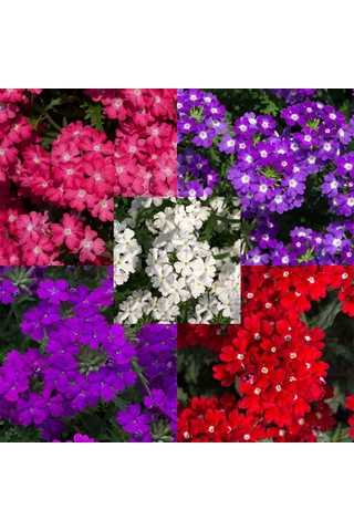 Mine Çiçeği 3 Adet Saksılı - Verbena Yer Minesi