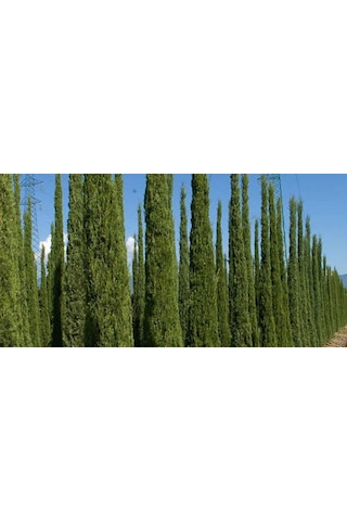 Mezarlık Selvisi Kara Selvi Fidanı 60-80 Cm