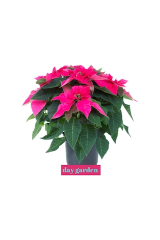 10 Adet Pembe Atatürk Çiçeği Tohumu + 10 Adet Hediye Karışık Renk Gül Tohumu