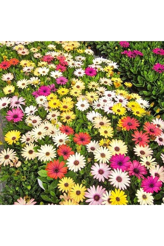 Karışık Renkli Afrika Papatyası Tohumu