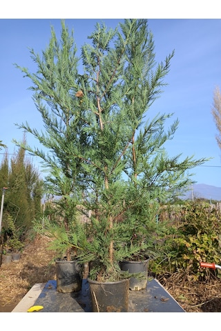 Leylandi, Çit Çamı 100-130 Cm. Boyunda, 2 Litre Saksıda