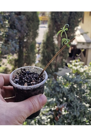 Yoğun Limon Kokulu, Limon Otu Melisa Fidanı Aloysia Triphylla , Pet Bardakta Mini Fide