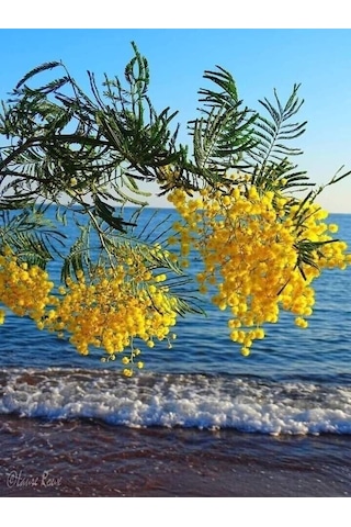 Bahçevilya 2 Yaş Tüplü Mimoza Çiçeği Acacia Dealbata Fidanı