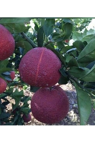 Portakal Kırmızı Fukumoto Kan Portakal 150-200 Cm Tüplü