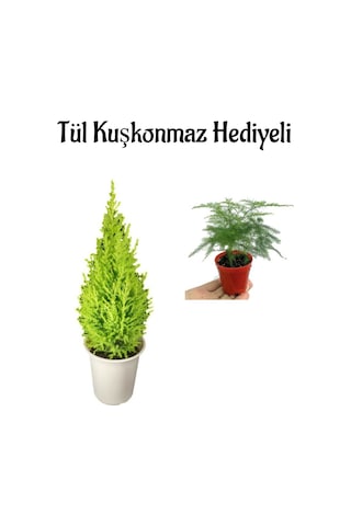 Çok Avantajlı Limon Kokulu Salon Limon Çamı Sevgililer Gününe Özel Tül Kuşkonmaz Hediyeli