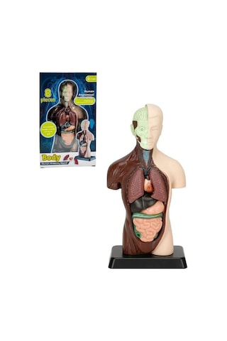 Temel 8 Parçalı İnsan Anatomisi Torso Modeli 24.5 Cm