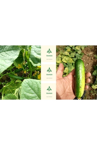 Süper Salatalık Badem Hıyarı Yüksek Verimli 30 Organik Tohum