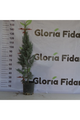 Arizona Mavi Servi Fidanı-12 Lt Saksıda Cupressus Arizonica - 110