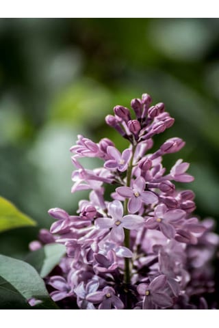 Videolu Leylak Fidanı 50 -60 Cm Saksılı/tüplü Dış Mekan Sarmaşık Bitkileri Lilac