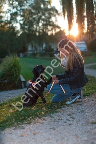 Reflektörlü Köpek Boyun Tasması 40 - 55 Cm
