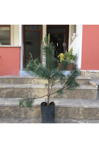 Tüplü Kara Çam Fidanı Boy 90-110Cm