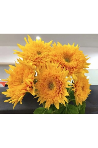 15 Adet Garden Sun Flower Gold Dwarf Tohumu