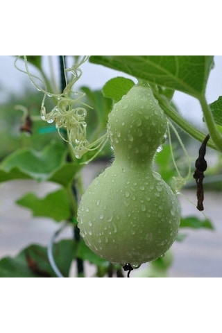 Doğal Calabash Süs Su Kabağı Tohumu 5 Tohum 1 Paket