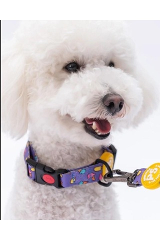 Pawstar Ice Cream Boyun Tasması M Boyun Çevresi: 32 Cm X 48 Cm Çok Renkli
