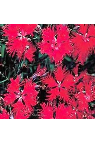 Dianthus Superbus Red Bol Kokulu Karanfil Çiçeği Tohumu 100 Adet