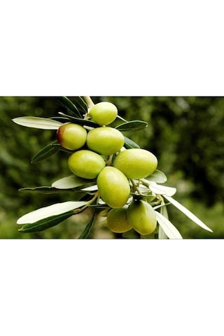 Thebestonline Gemlik Yeşil Zeytin Fidanı, 1 Adet