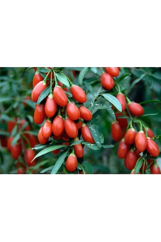 4 Adet Tüplü Nadir Çeşit Goji Berry Kurt Üzümü