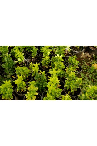 Taflan Fidanı - Canlı Bahçe Bitkisi 30-50cm 5 Adet