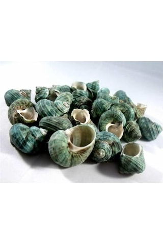 %100 NATUREL DOĞAL GERÇEK DENİZ KABUĞU 500 Gram -MMM4762
