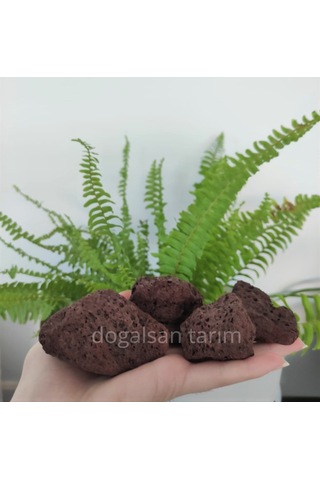 1 Kg 5-10 Cm Akvaryum Taşı Teraryum Taşı Filtre Taş Pomza Taşı
