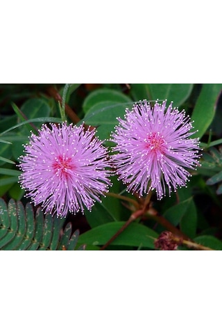 30+ Mimosa Pudica Küstüm Çiçeği Deprem Çiçeği Tohumu