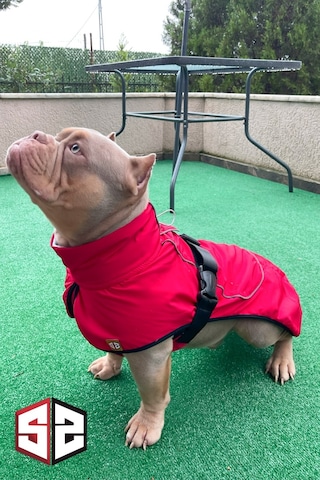 Salya Store Büyük Ve Orta Irk Su Geçirmez Köpek Montu Bkm-101