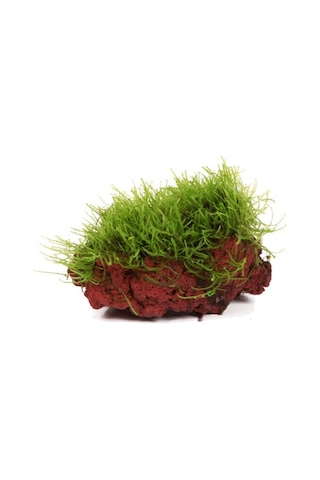 Kayaya Tutturulmuş Java Moss Vesicularia Dubyana