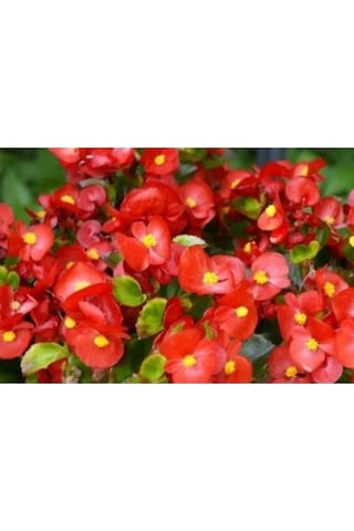 Begonya Çiçeği 10-20 Cm Kırmızı Renk