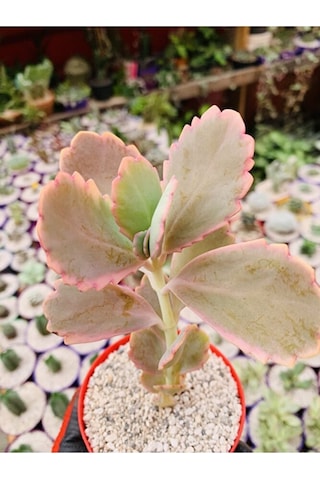 Kalanchoe Fedschenkoi Pembe Kalanchoe Koleksiyonluk Tür