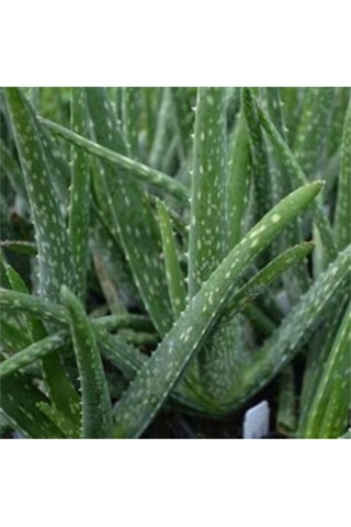 Aloevera Bitkisi 20-30 Cm Doğal Krem Şifalı Bitki Sarısabır