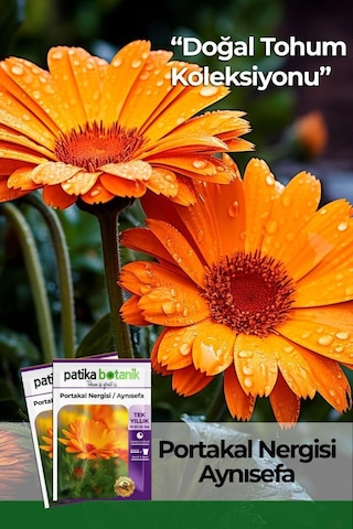 30 Adet Portakal Nergisi - Aynı Sefa Çiçek Tohumu (C alendula Officinalis)