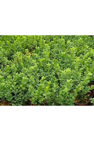Bonsai Şimşir Fidanı Buxus Sempervirens Rotundifolia 5 Adet