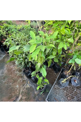 Black Sapote Tüplü Çikolata Meyvesi Fidanı